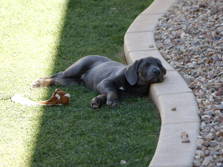 chinook dog